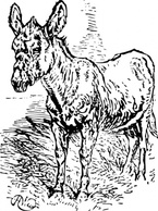 Animals - Old Donkey clip art 