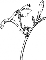 Oleander Flower And Bud clip art Preview