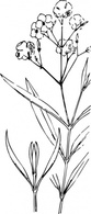 Flowers & Trees - Oleander Outline clip art 