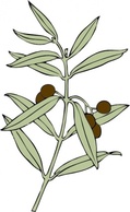 Flowers & Trees - Olive Branch clip art 