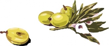 Nature - Olives clip art 