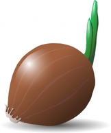 Onion clip art Preview