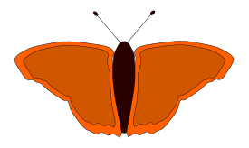 Orange Butterfly Preview