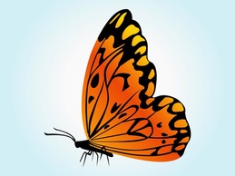 Animals - Orange Butterfly Vector 