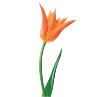 Orange Tulip