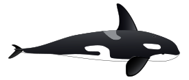 Orca Preview