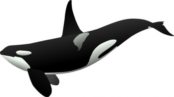 Orca clip art Preview