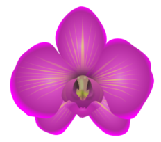 Orchid