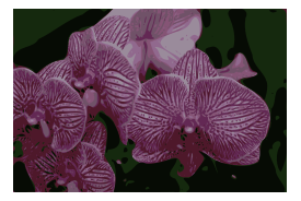 Orchids