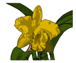 Orquídea