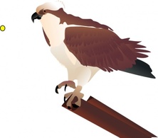 Osprey Standing On Branch clip art Preview