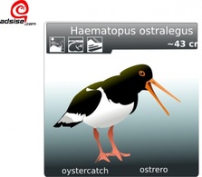 Ostrero Oyster Catcher clip art