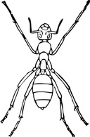 Animals - Outline Ant Bug Lineart Insect Formicidae Predatory 