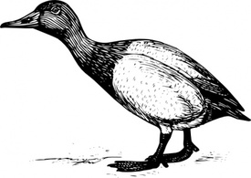 Outline Bird Animal Canvasback Preview