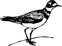 Animals - Outline Bird Lineart Killdeer Walk Walking Animal 