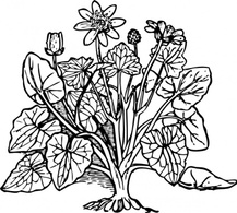 Outline Plant Nature Lesser Celandine Preview