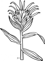 Outline Plants Flowers Castilleja Miniata