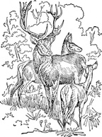 Animals - Outline Red Deer clip art 