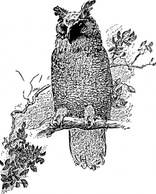 Animals - Owl clip art 