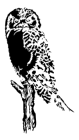 Owl (Stylized)