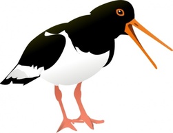 Animals - Oyster Catcher Bird clip art 