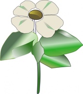 Flowers & Trees - Pacific Dogwood Cornus Nuttallii clip art 