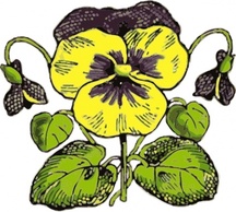 Pansy clip art 