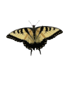 Papilio glaucus