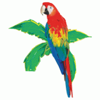 Parrot