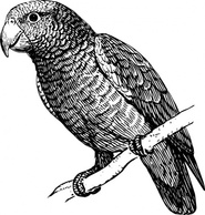 Animals - Parrot clip art 