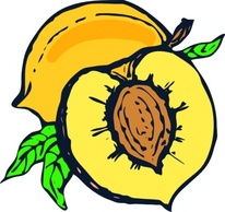 Nature - Peach clip art 