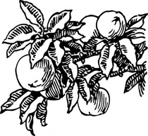 Flowers & Trees - Peaches clip art 