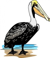 Animals - Pelican clip art 