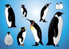 Animals - Penguins Vectors 