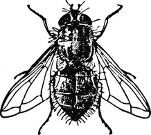 Peterm Housefly clip art Preview