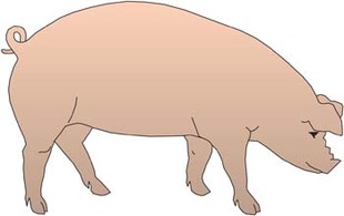 Pig 36