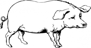 Animals - Pig clip art 