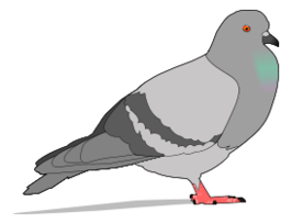 Animals - Pigeon 