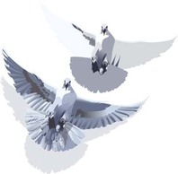 Animals - Pigeon vector 3 