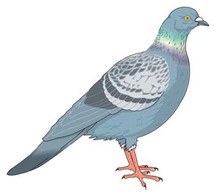 Animals - Pigeon vector 5 