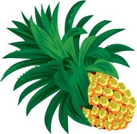 Pineapple 6