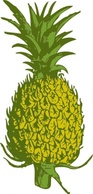 Food - Pineapple clip art 