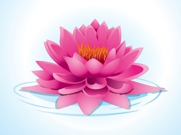 Pink Lotus