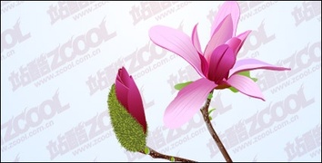 Pink Magnolia vector material 