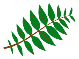 Pinnate Leaf