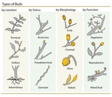 Plant Buds Clasification clip art Preview