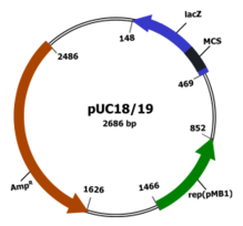 Plasmid vector 