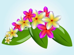 Nature - Plumeria 