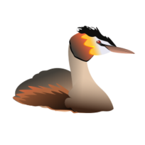 Podiceps_cristatus Preview