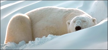 Animals - Polar bear 